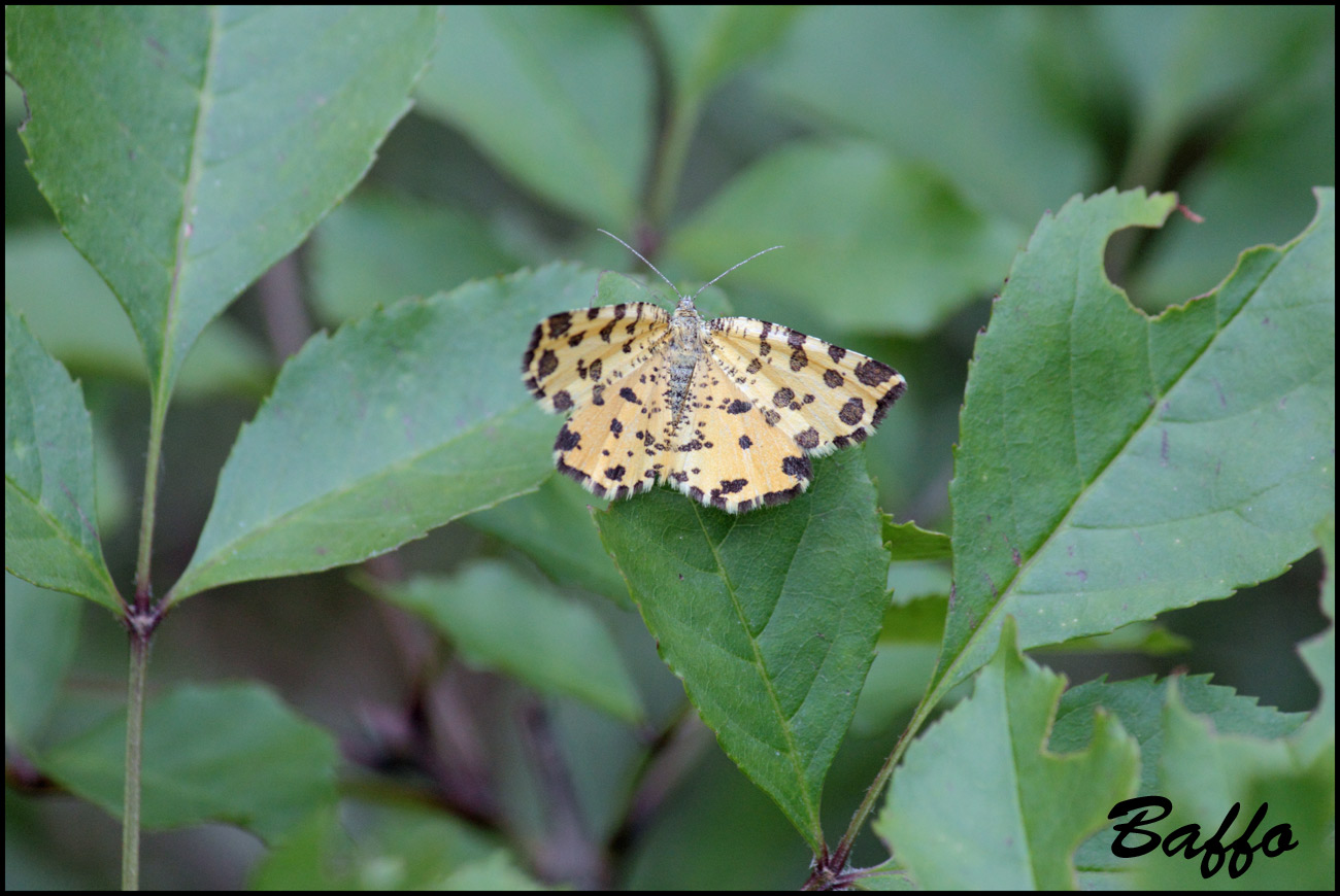 Pseudopanthera macularia?